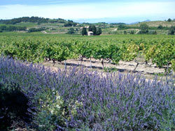 Fields of lavender and vineyards stretching out in the French countryside