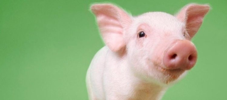 Angelic Piglet with big ears and a green background