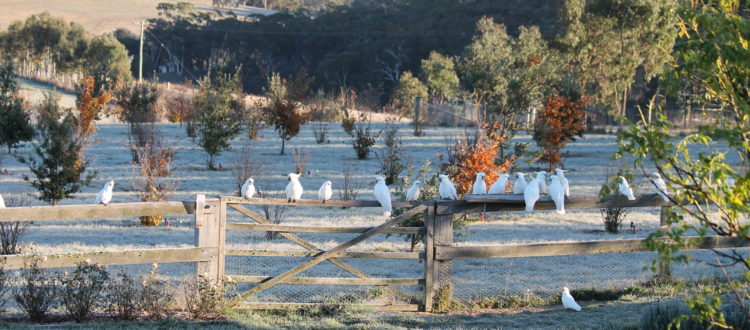 Ganymede Truffles Frosty trufferie with birds sitting on the fence